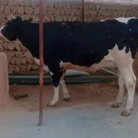 ۲راس‌گاوسوپرشیردرجه‌یک‌یکی‌دوم‌شکمه‌یکی‌اول‌شکمه‌|حیوانات مزرعه|کوهدشت, |دیوار