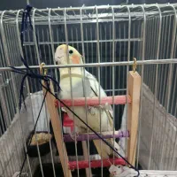 پرنده عروس هلندی