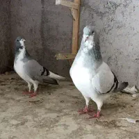 کبوتر پرشی|پرنده|بشاریات, |دیوار