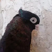 کبوتر صرب چشم ونوک سفید