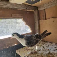 کبوتر رنگه|پرنده|تربت جام, شاد|دیوار