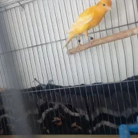 فروش ماده پرتقالی ماده سفید