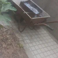 فرقون