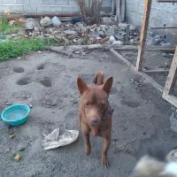 فروش سگ پاکوتا