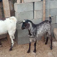 بز نزار وکرنر|حیوانات مزرعه|فین, |دیوار