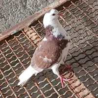 کبوتر یال گلی