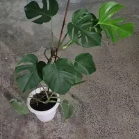 گل برگ انجیری