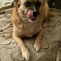 واگذاری سگ|سگ|رفسنجان, |دیوار