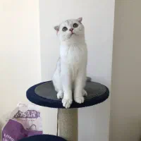 فروش گربه ی اسکاتیش دابل فولد اصیل