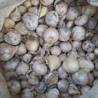 موسیر کاشت