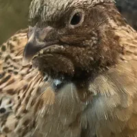 کود بلدرچین