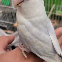 کوتوله مارال نر