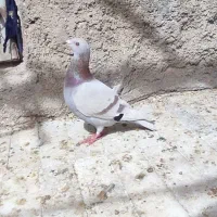 کفتر ماده مسافتی