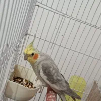 عروس هلندی|پرنده|دهلران, |دیوار