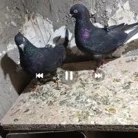 کبوتر زاع دم سفید