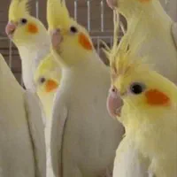 عروس هلندی لوتینو گمشده