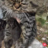 گربه گم شده در روستای حسین آباد ترکیب DHLو پرشین