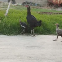 مرغ جوجه لاری|حیوانات مزرعه|تاتار علیا, |دیوار