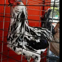 گلین تخم نطفه دار جوجه|حیوانات مزرعه|شیراز, پودنک|دیوار