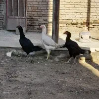 مرغ|حیوانات مزرعه|مهاباد (آذربایجان غربی), |دیوار