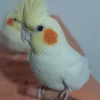 دوعدد عروس هلندی لوتینو زعفرانی ماده بالغ و قفس