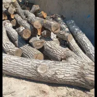 فروش چوب گردو