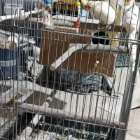 جفت عروس هلندی