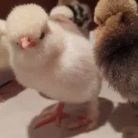 جوجه درجه یک سلطان