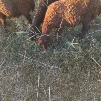 بره نر ماده