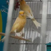 یک جفت قناری