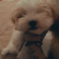 سگ نزاد شیتزو چهار ماهه سرحال بازیگوش|سگ|ایرانشهر, |دیوار