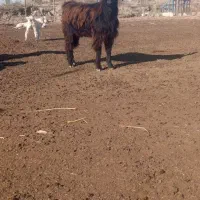 دوعددچاتمه|حیوانات مزرعه|انبارآلوم, |دیوار