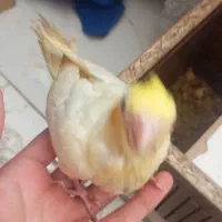 جوجه عروس هلندی 1 ماه