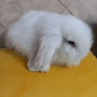 خرگوش بالغ نژاد لوپ