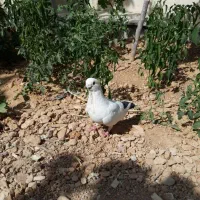 جفت نوک ریز .زینتی .افریکن