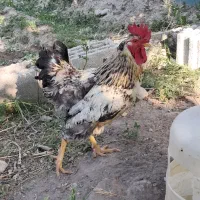 خروس محلی مست مست جوان