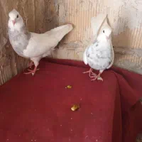 جفت طوقی با یه جفت جوجه