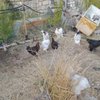 مرغ و خروس برهما  و ویاندوت|حیوانات مزرعه|پیرانشهر, |دیوار