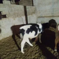 فروش گوساله|حیوانات مزرعه|شیراز, بید زرد|دیوار