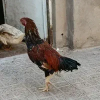 خروس لاری جوانه سرحال|حیوانات مزرعه|بیرجند, |دیوار