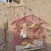 مرغ عشق|پرنده|بندر ماهشهر, |دیوار