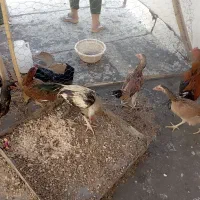 تعدادی مرغ خروس به قیمت مناسب|حیوانات مزرعه|سراوان, |دیوار