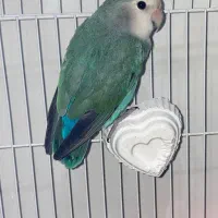 برزیلی|پرنده|بندرلنگه, |دیوار