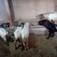۹عدد بز نر