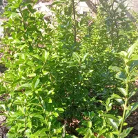 گل شمشاد طلایی