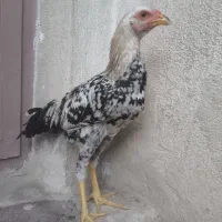 جوجه لاری