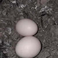 تخم لاری نطفه دار