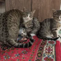 واگذاری بچه گربه