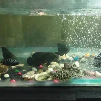 ماهی واکواریوم