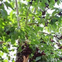 گیلاس تک دانه مجلسی